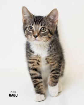 Ragu -  Domestic Short Hair Cat for Adoption in Boone, Iowa - Ragu | PetCurious