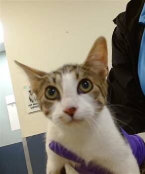 Domestic Short Hair Cats Available for Adoption in Doral, Florida - KATE | PetCurious