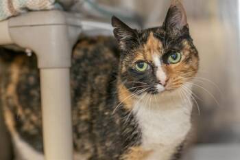 Domestic Short Hair Cats Available for Adoption - CALICO | PetCurious