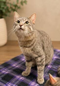 George -  Tabby and Domestic Short Hair Cat for Adoption in Greensburg, Pennsylvania - George | PetCurious