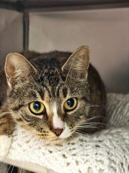 Domestic Short Hair Cats Available for Adoption - Pikachu | PetCurious