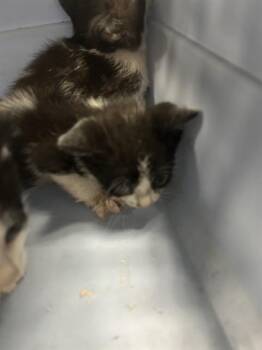 A383250 -  Domestic Short Hair Cat for Adoption in Ocala, Florida - A383250 | PetCurious