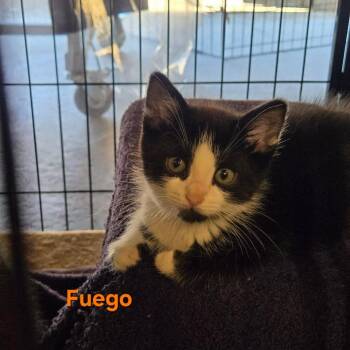 Fuego -  Domestic Short Hair Cat for Adoption in Belfair, Washington - Fuego | PetCurious
