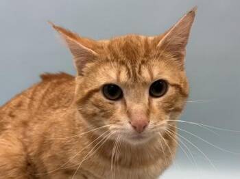 Sonny -  Domestic Short Hair Cat for Adoption in Golden Valley, Minnesota - Sonny | PetCurious
