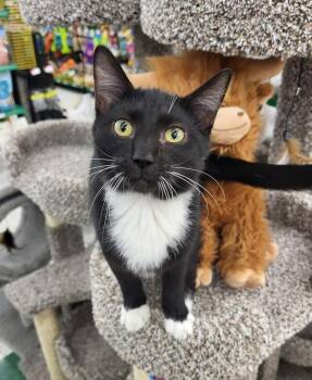 Rescue Tuxedo Cats for Adoption in New Albany, Ohio - Brady | PetCurious