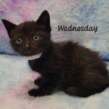 Domestic Short Hair Cats Available for Adoption in Parkersburg, West Virginia - Wednesday | PetCurious
