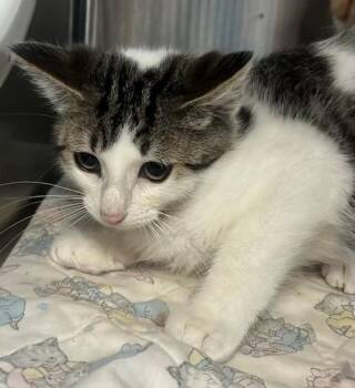 Diamond -  Domestic Short Hair Cat for Adoption in Allegan, Michigan - Diamond | PetCurious