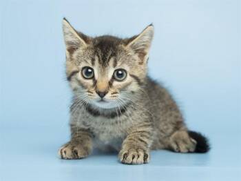 Domestic Short Hair Cats Available for Adoption in Phoenix, Arizona - LINK | PetCurious