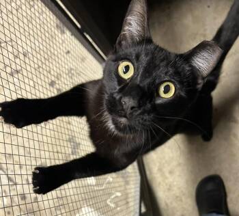 Bombay and Domestic Short Hair Cats Available for Adoption in Walnut Creek, California - Onyx | PetCurious