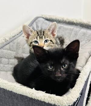 Ripley -  Domestic Short Hair Cat for Adoption in Valley Park, Oklahoma - Ripley | PetCurious