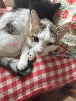 Domestic Short Hair Cats Available for Adoption - S-Ivy | PetCurious