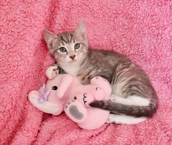 Stormy -  Tabby Cat Available for Adoption in St. Augustine, Florida - Stormy | PetCurious