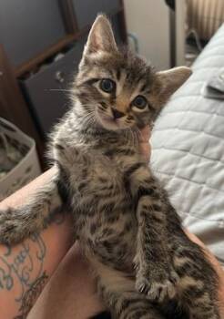 Domestic Short Hair Cats Available for Adoption in Richland Hills, Texas - Max | PetCurious