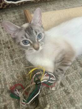 Zsa Zsa -  Domestic Short Hair Cat for Adoption in San Jose, California - Zsa Zsa | PetCurious