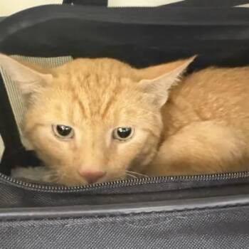 Lux-C -  Domestic Short Hair Cat for Adoption in East St. Louis, Illinois - Lux-C | PetCurious
