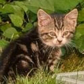Kalyna Drive 4 -  Domestic Short Hair Cat for Adoption in Chilliwack, British Columbia - Kalyna Drive 4 | PetCurious