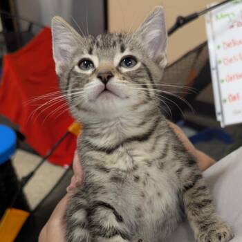 Rescue Domestic Short Hair Cats for Adoption in Sioux Falls, South Dakota - 1099 | PetCurious