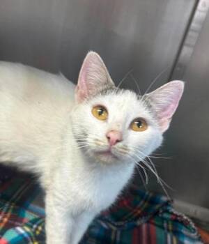 Kanga -  Domestic Short Hair Cat for Adoption in Sullivan, Indiana - Kanga | PetCurious