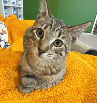 Rescue Tabby Cats for Adoption in Parkville, Missouri - Sammie | PetCurious