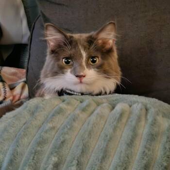 Felix -  Domestic Long Hair Cat Available for Adoption in Las Vegas, Nevada - Felix | PetCurious