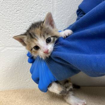 Rescue Domestic Short Hair Cats for Adoption in Lyndhurst, Virginia - SVAS-Stray-37879 | PetCurious