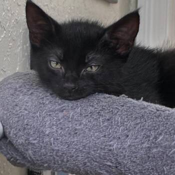 Jasper -  Domestic Short Hair Cat for Adoption in Fort Lauderdale, Florida - Jasper | PetCurious