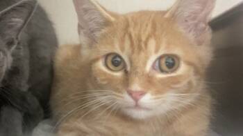 Rescue Domestic Short Hair Cats for Adoption in Columbus, Indiana - Doo | PetCurious