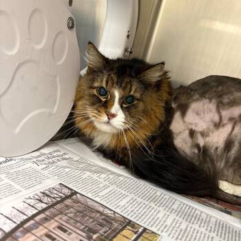 Domestic Long Hair Cats Available for Adoption in Brockton, Massachusetts - Misty | PetCurious