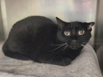Raven -  Domestic Short Hair Cat for Adoption in Westland, Michigan - Raven | PetCurious