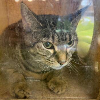 Egypt -  Domestic Short Hair Cat for Adoption in Philadelphia, Pennsylvania - Egypt | PetCurious