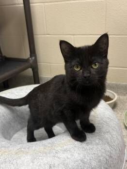 Junebug -  Domestic Short Hair Cat for Adoption in Valparaiso, Indiana - Junebug | PetCurious