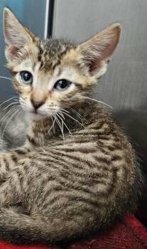 Rescue Domestic Short Hair Cats for Adoption in Republic, Missouri - Joe Dirt | PetCurious