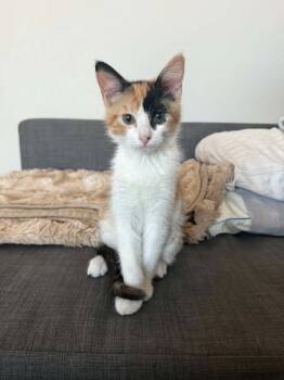 Poe -  Domestic Short Hair and Calico Cat for Adoption in Vancouver, Washington - Poe | PetCurious
