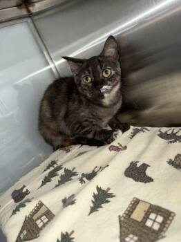 Posh Spice -  Tortoiseshell Cat for Adoption in Midland, Michigan - Posh Spice | PetCurious