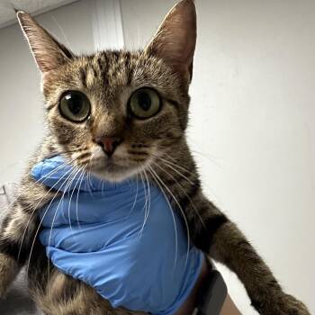 Lane -  Domestic Short Hair Cat for Adoption in Concord, North Carolina - Lane | PetCurious