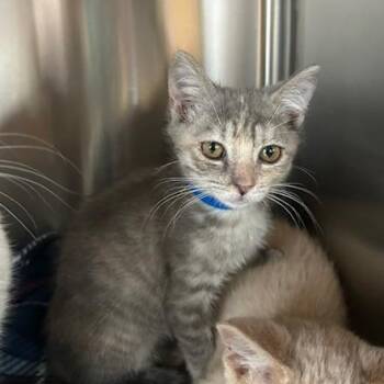 Dumplin -  Domestic Short Hair Cat for Adoption in Knoxville, Tennessee - Dumplin | PetCurious
