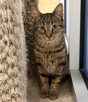 Nikki -  Domestic Short Hair Cat for Adoption in Columbia, Illinois - Nikki | PetCurious