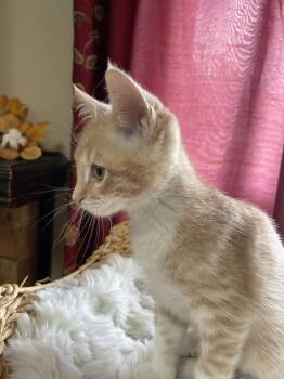 Wirt -  Domestic Short Hair Cat for Adoption in Virginia Beach, Virginia - Wirt | PetCurious