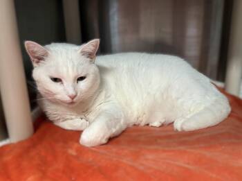 Rescue Domestic Short Hair Cats for Adoption in La Crescent, Minnesota - MARTY | PetCurious