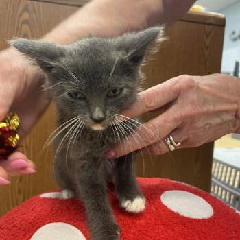 Carlita -  Domestic Short Hair Cat for Adoption in Greensboro, Georgia - Carlita | PetCurious