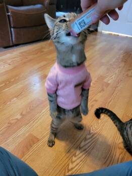Paprika -  Tabby Cat for Adoption in Cary, North Carolina - Paprika | PetCurious