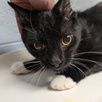 Leopold -  Domestic Short Hair Cat for Adoption in Dekalb, Illinois - Leopold | PetCurious