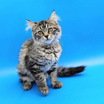 Mayo -  Domestic Long Hair Cat for Adoption in Springfield, Missouri - Mayo | PetCurious