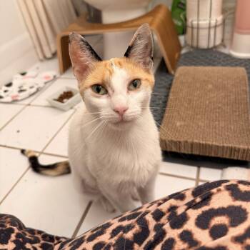 Aria -  Domestic Short Hair Cat for Adoption in Chicago, Illinois - Aria | PetCurious