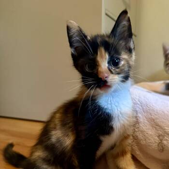 Tortoiseshell Cats Available for Adoption in Washington Township, New Jersey - Regina | PetCurious