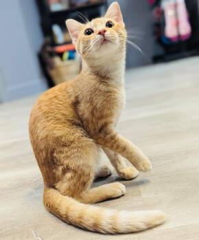 Pomelo -  Domestic Short Hair Cat for Adoption in Valley Park, Oklahoma - Pomelo | PetCurious