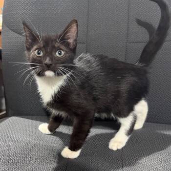 Nacho -  Domestic Short Hair Cat for Adoption in Wappingers Falls, New York - Nacho | PetCurious