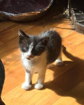 BUG -  Domestic Short Hair Cat for Adoption in Princeton, Indiana - BUG | PetCurious