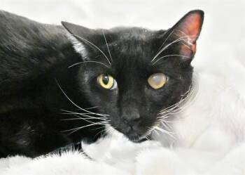 Domestic Short Hair Cats Available for Adoption - PRATT | PetCurious