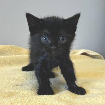 Olivia* -  Domestic Short Hair Cat for Adoption in San Gabriel, California - Olivia* | PetCurious